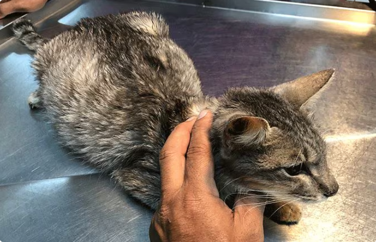 FIP in cat